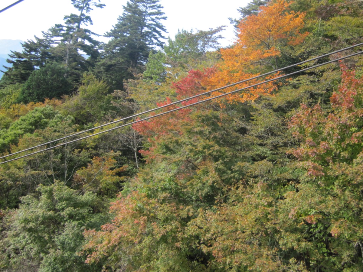 紅葉ももうすぐ！