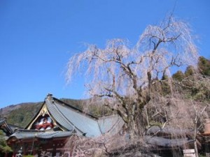 本日のしだれ桜♪♪