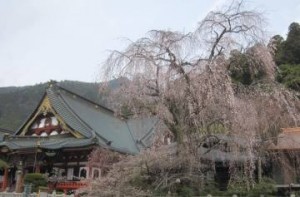 ❀しだれ桜開花情報❀