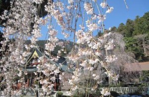 ❀しだれ桜開花情報❀