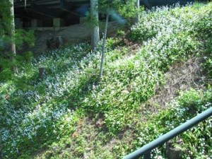 IMG_0448