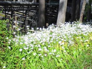 IMG_0452