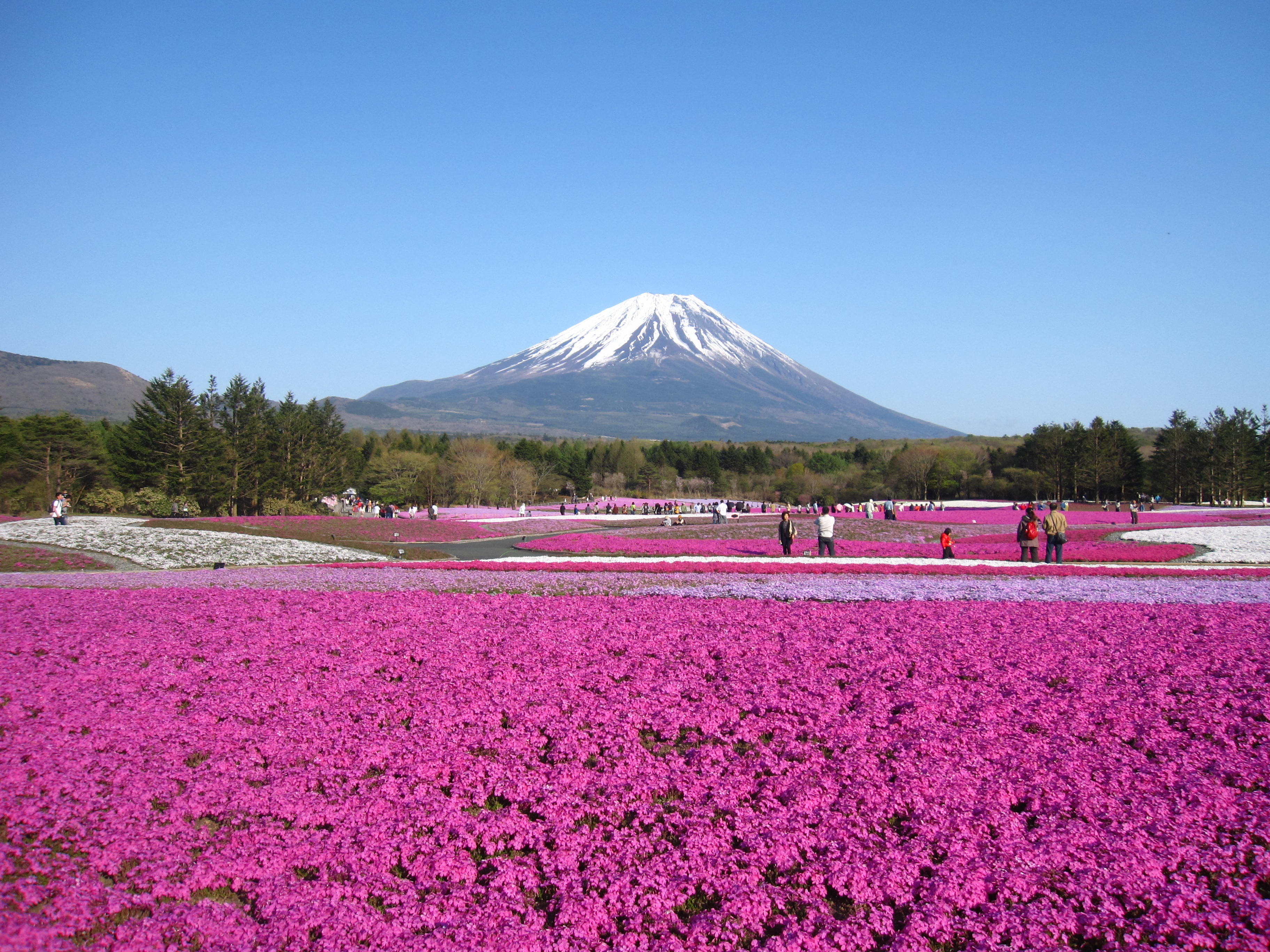 富士芝桜まつり限定 さくら葉餅 | スタッフブログ | 身延山