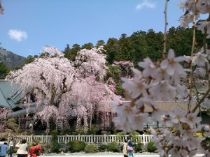 しだれ桜開花情報