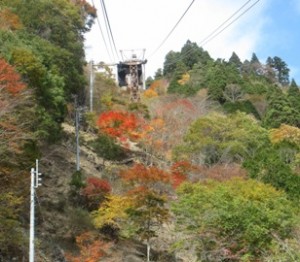 紅葉が綺麗ですよ♪(σ´ω｀)σ