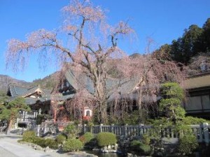 ❀しだれ桜開花情報❀