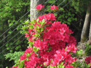 IMG_2677