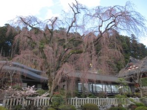 しだれ桜が間もなく開花!!