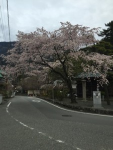 身延山の桜満開中