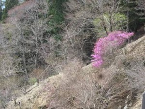 IMG_5397