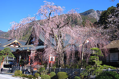 樹齢400年以上のしだれ桜