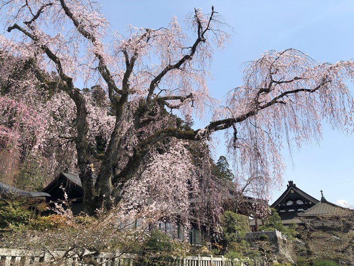 久遠寺のしだれ桜です。