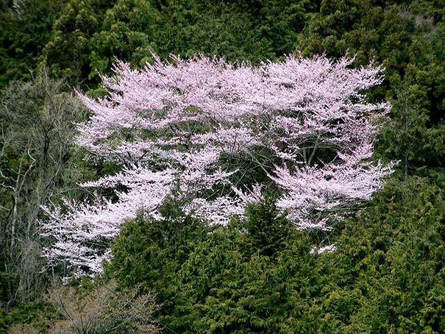身延山の吉野桜