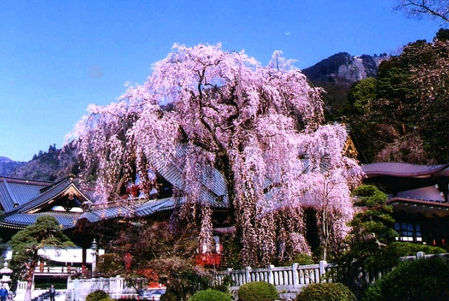 身延山久遠寺境内のしだれ桜