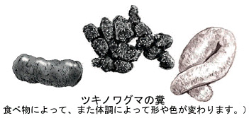 クマ