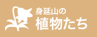 身延山の植物