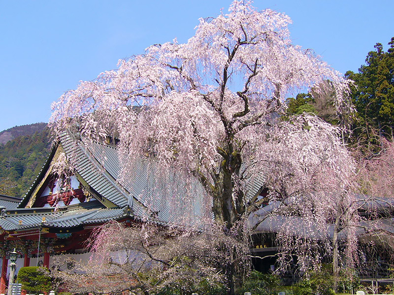 身延山の四季