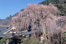 身延町観光ガイド