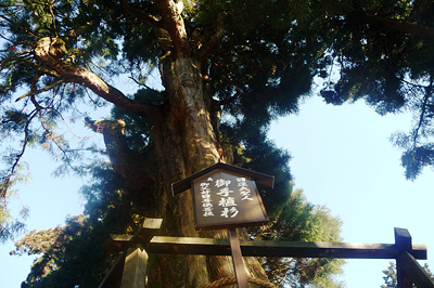 日蓮聖人御手植杉