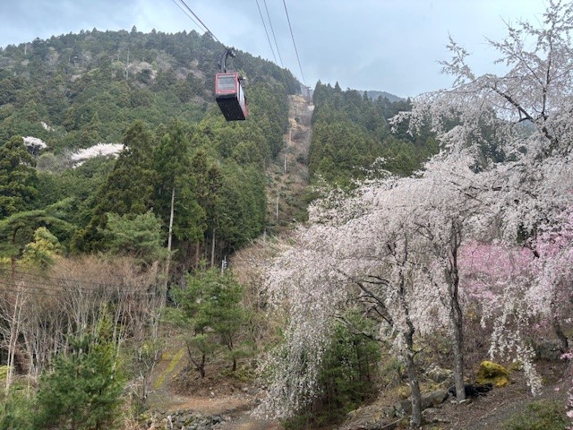 ロープウェイ山麓駅の桜