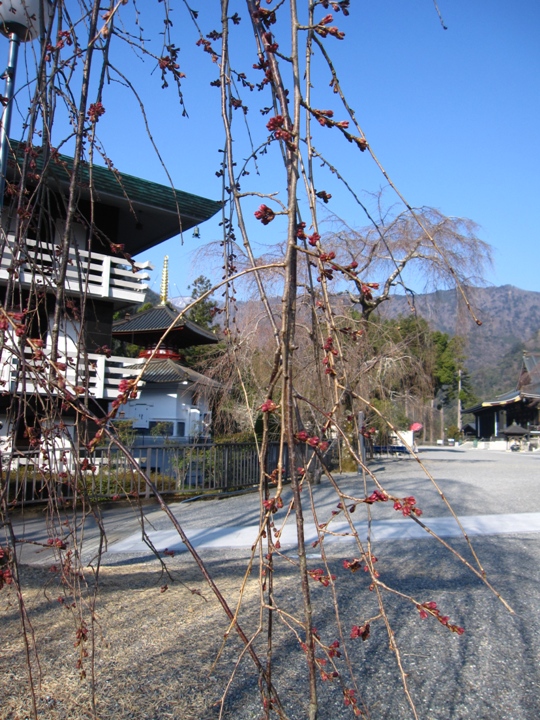 桜の開花は・・