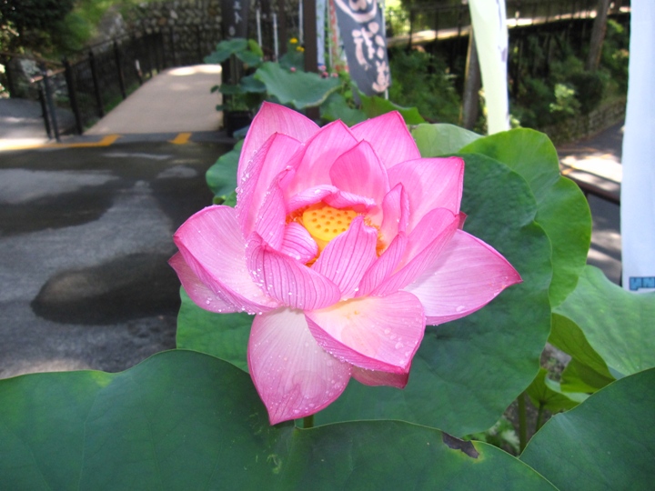 蓮の花　パート２