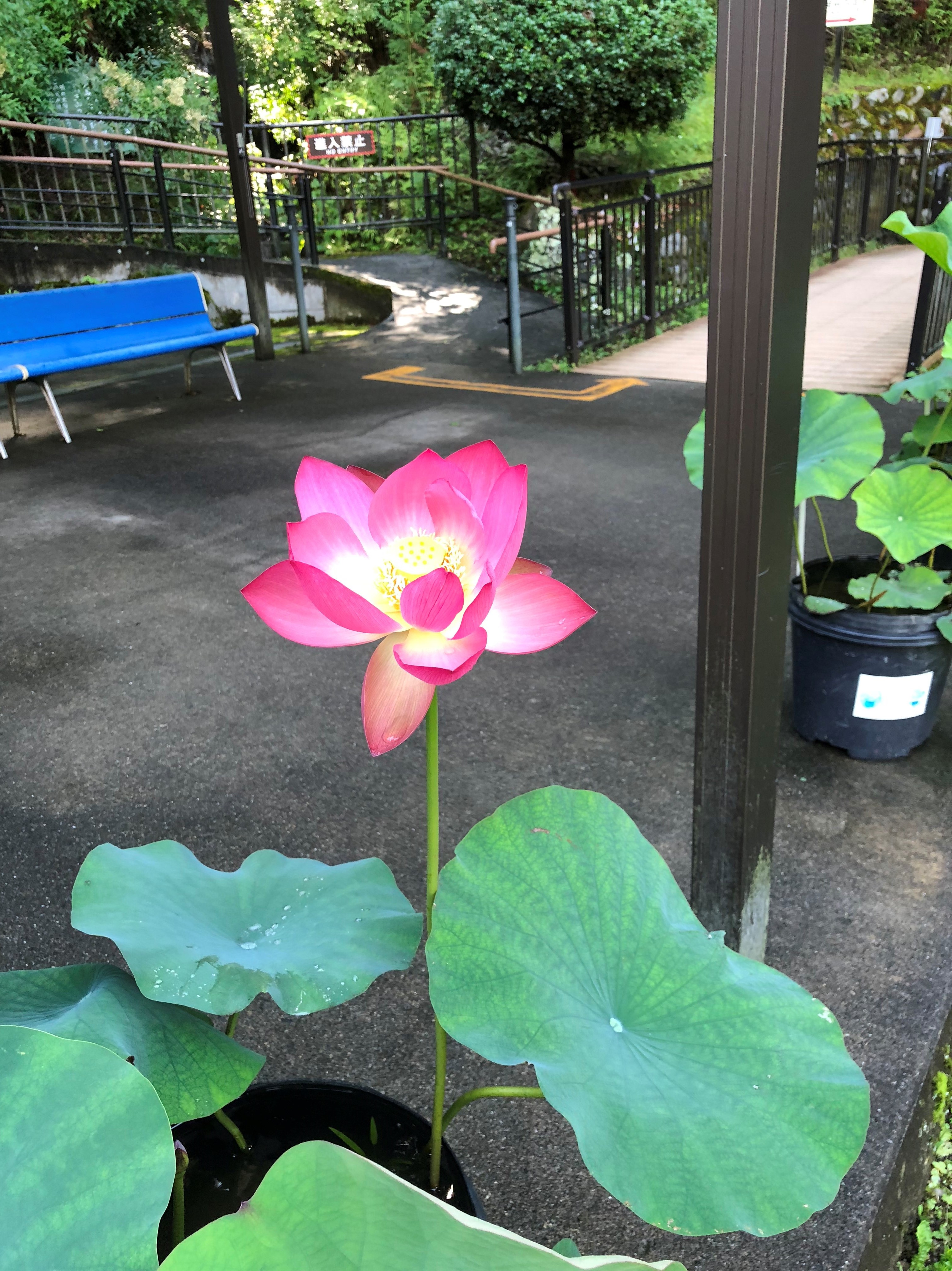蓮の華が咲きました