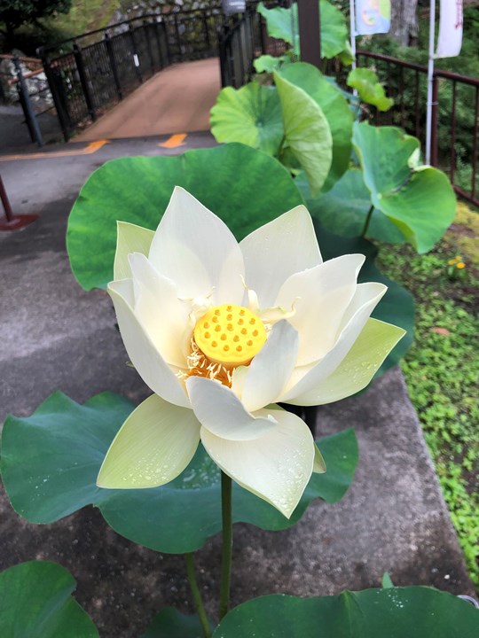 続々と咲いております！