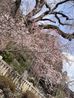 久遠寺しだれ桜開花宣言