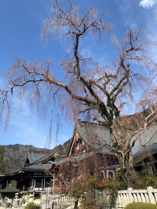 身延山久遠寺しだれ桜開花宣言！！