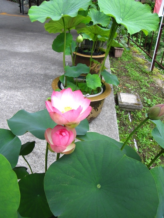 咲きました！