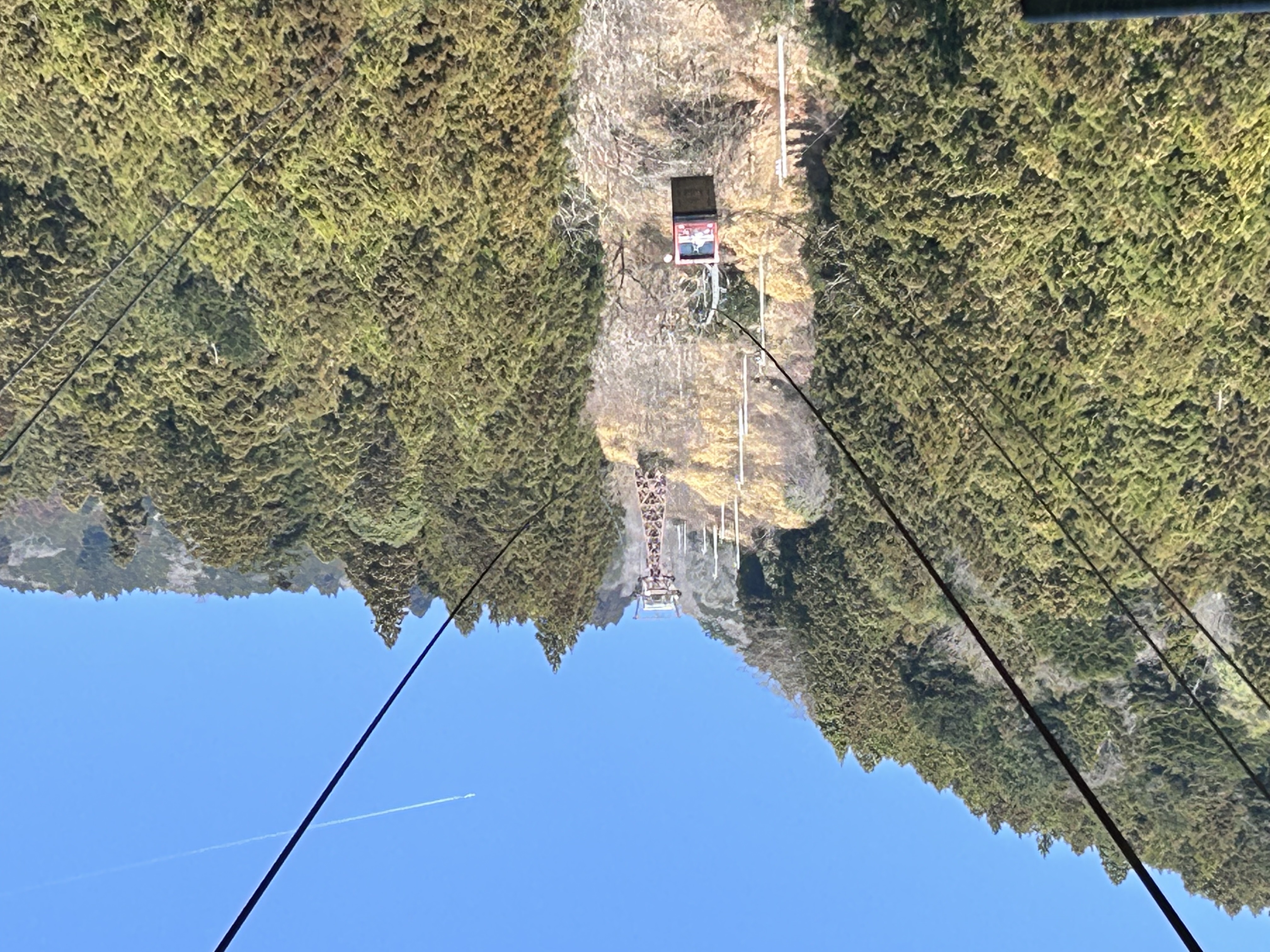 和紙の原料！ミツマタ開花♪