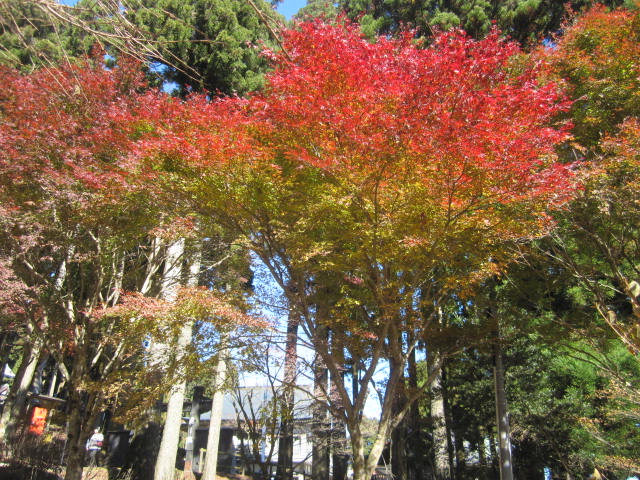 紅葉が見頃ですよ～♪