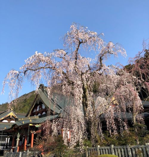見頃を迎えております