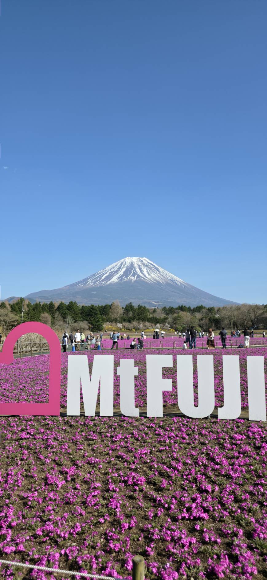 富士芝桜まつり　出店中です♪