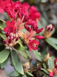 石楠花が咲き始めました♪