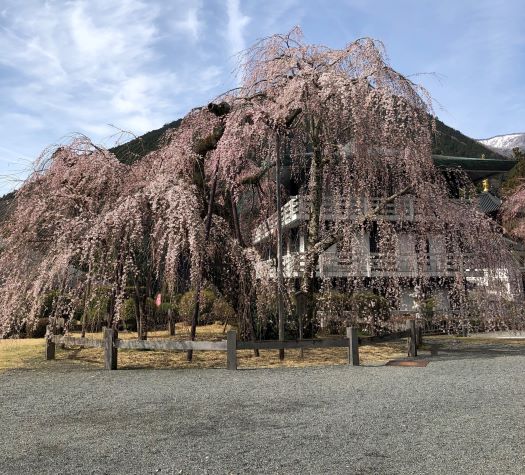 3月23日の久遠寺のしだれ桜開花状況