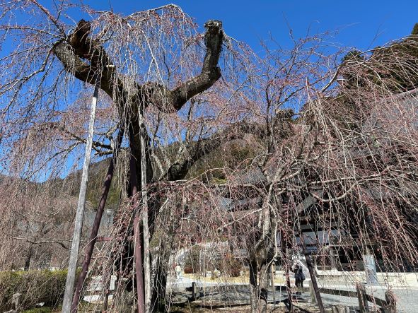 本日久遠寺しだれ桜開花宣言
