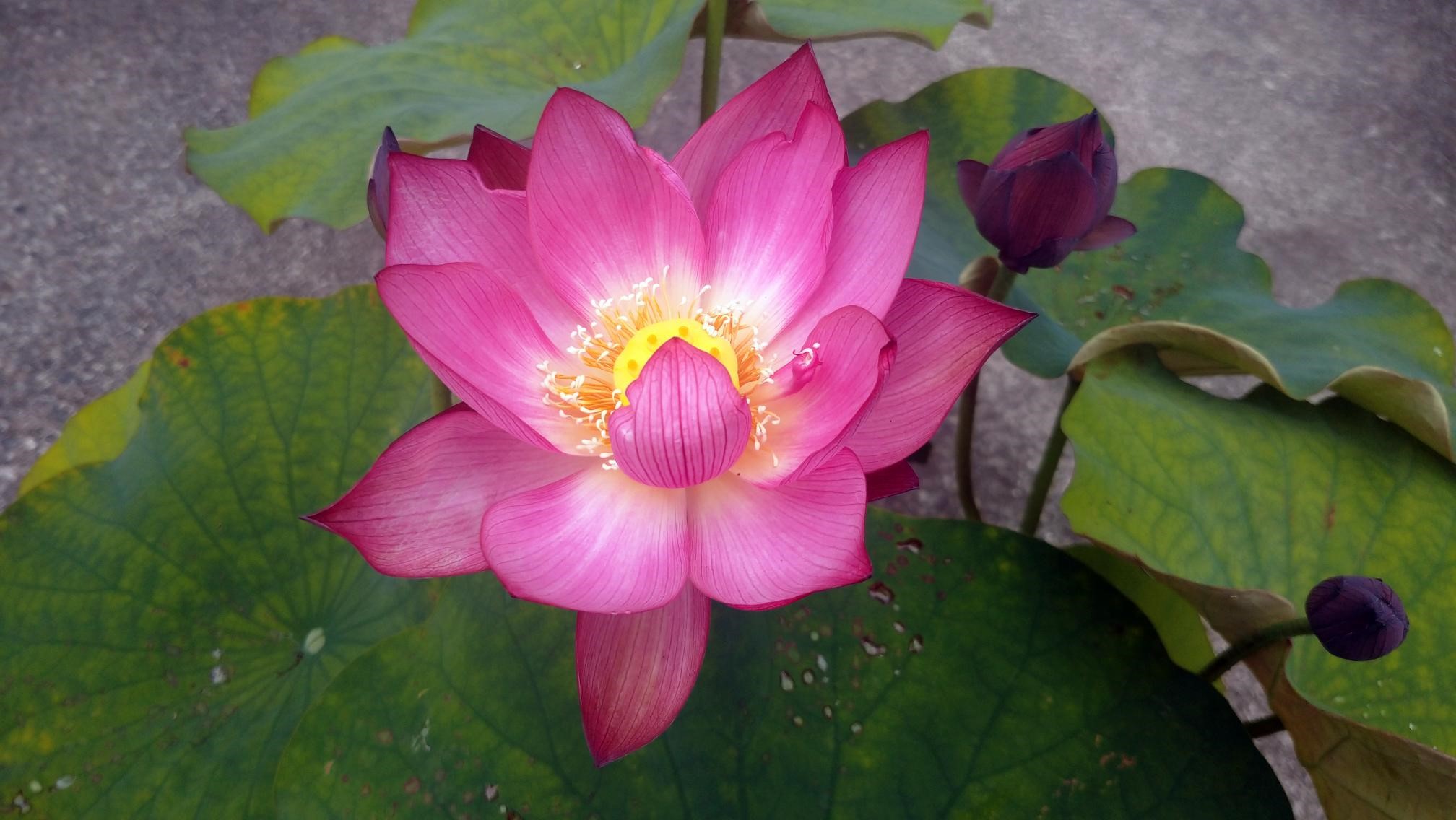 蓮が開花しました！
